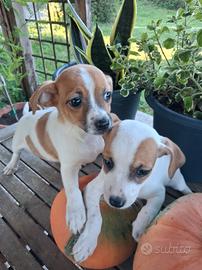 cuccioli meticci