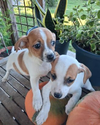 cuccioli meticci