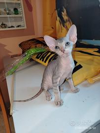 Sphynx cucciolotti