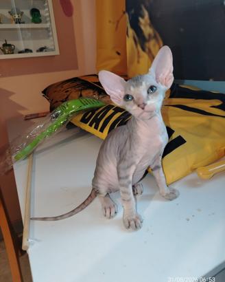Sphynx cucciolotti