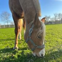 Cavalla 3 anni mezza fida