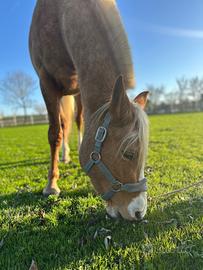 Cavalla 3 anni mezza fida