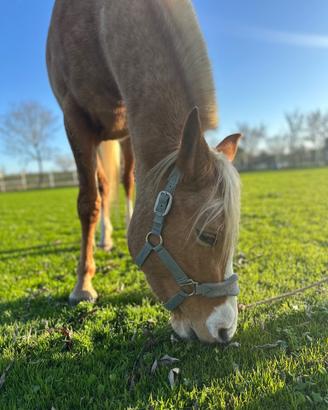 Cavalla 3 anni mezza fida