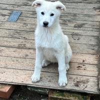 Sole, cucciola bianca in Adozione