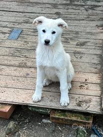 Sole, cucciola bianca in Adozione