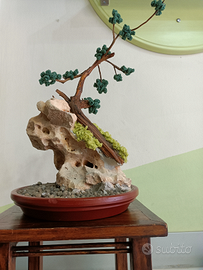 Bonsai su roccia