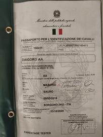 Cavallo anglo arabo inglese da corsa