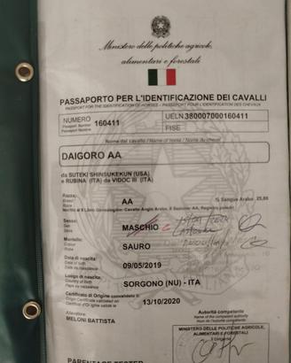 Cavallo anglo arabo inglese da corsa