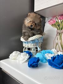 Spitz pomerania CUCCIOLO maschio DISPONIBILE