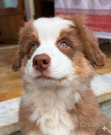 Pastore australiano Australian Shepherd MASCHIO