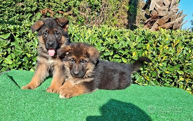 Cuccioli pastore tedesco