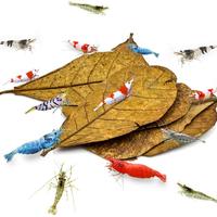 Foglie di Catappa (Mandorlo Indiano // Sottovuoto)