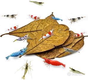 Foglie di Catappa (Mandorlo Indiano // Sottovuoto)