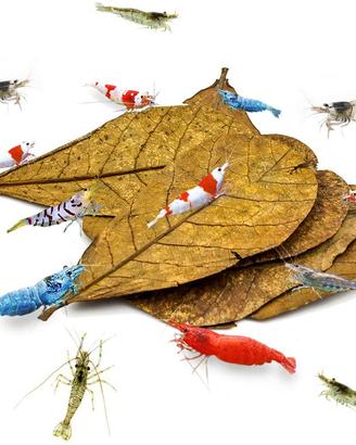 Foglie di Catappa (Mandorlo Indiano // Sottovuoto)