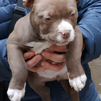Cucciola american bully alta genealogia