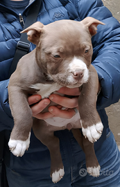 Cucciola american bully alta genealogia