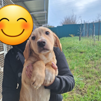Cuccioli futura taglia media
