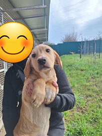 Cuccioli futura taglia media