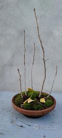 Pre Bonsai boschetto ginkgo 2