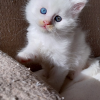 Cuccioli Maine Coon