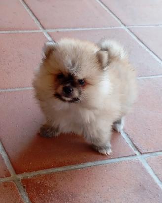 volpino Pomerania 