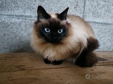 Gatto siamese adulto 2 anni