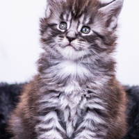 Cuccioli di Maine Coon
