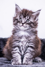 Cuccioli di Maine Coon