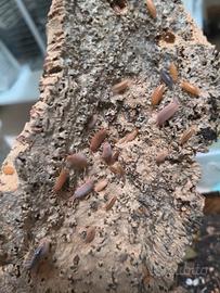 Porcellionides pruinosus 12+
