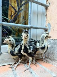 Galline