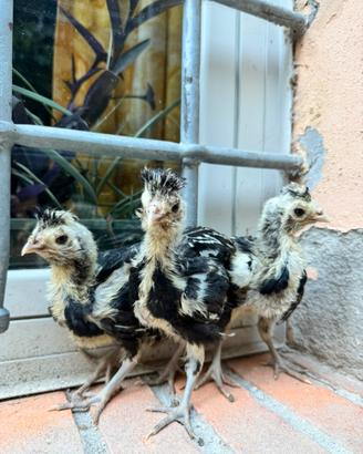 Galline