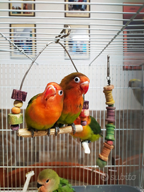 Coppia di inseparabili Fischer allevati a mano