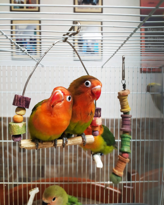 Coppia di inseparabili Fischer allevati a mano