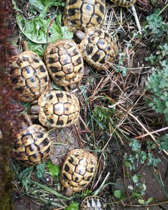 Tartarughe di terra Hermann i Boettgeri