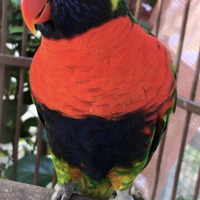 Lori arcobaleno