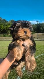 Pura razza Yorkie