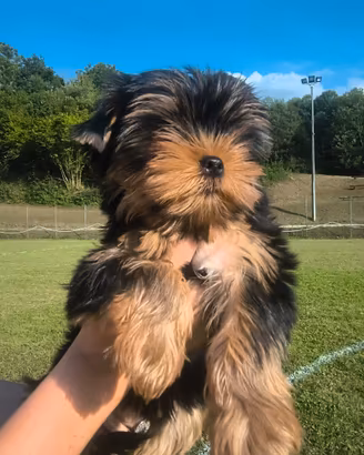 Pura razza Yorkie