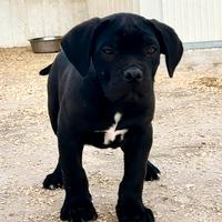 Cucciolo cane corso nero prima scelta