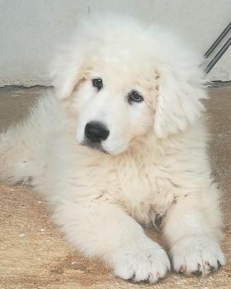Cuccioli di Pastore Maremmano