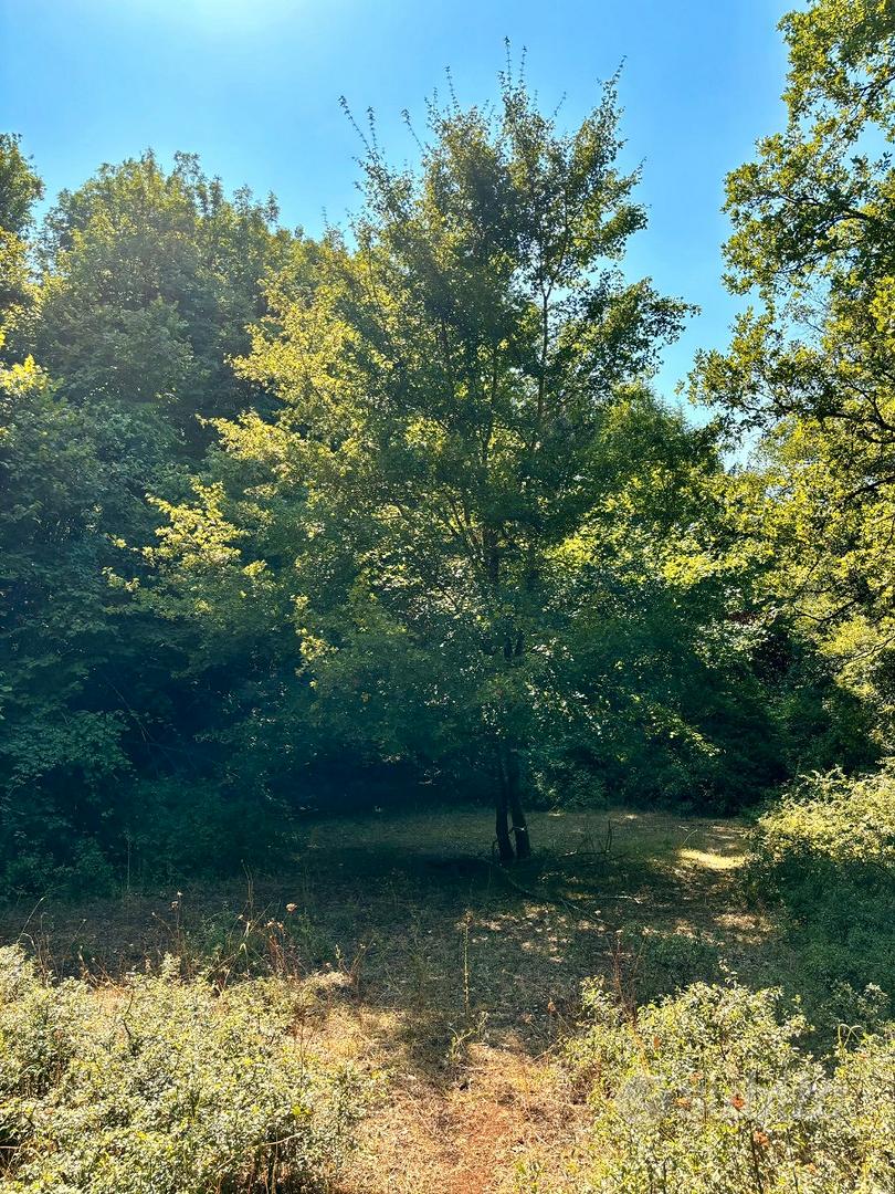 Terreno e Legna a Villa Santo Stefano (FR) - More