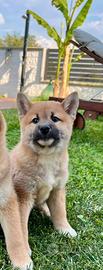 Shiba inu SHIBA INU