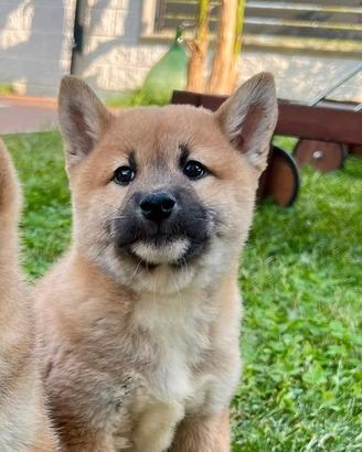 Shiba inu SHIBA INU