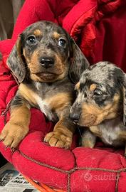 Cucciolini di bassotto