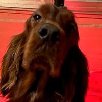 Setter irlandese maschio rimoborso spese