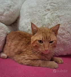 Ugo gatto 10 mesi