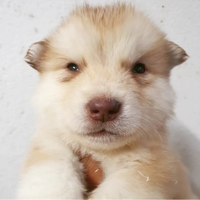 Alaskan Malamute rosso