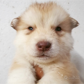 Alaskan Malamute rosso