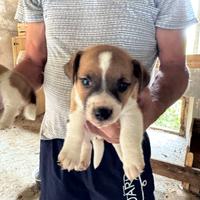 Cuccioli di jack russell terrier