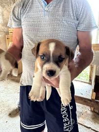 Cuccioli di jack russell terrier