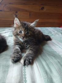Cuccioli di Maine coon
